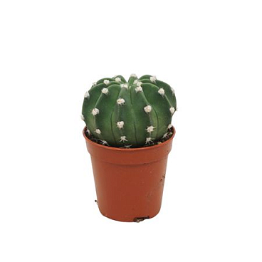 Echinopsis Multiplex 5,5