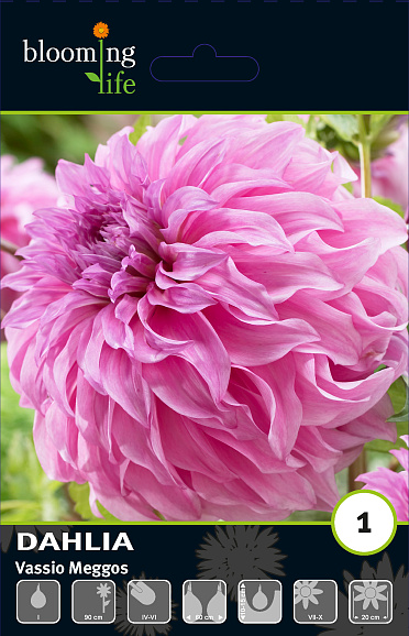 Георгина декоративная Вассио Меггос