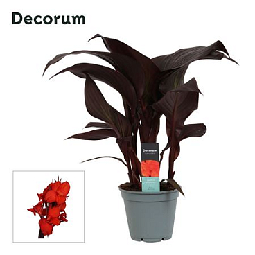 Canna Red Velvet (decorum)