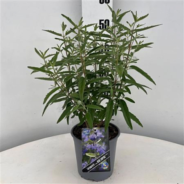Caryopteris Cland Blue Empire