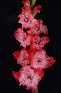 Гладиолус крупноцветковый Формула Любви