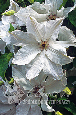 Клематис гибридный Бьютифул Брайд