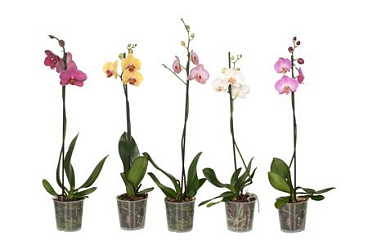 Phal 1st Mix 6+ (vg)