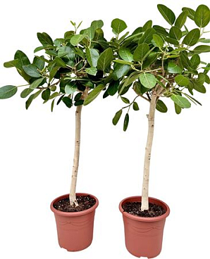 Ficus Benghalensis Audrey P32 Stam Ficusaud32st
