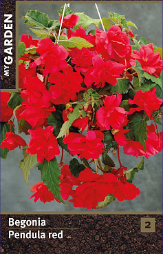 Бегония ампельная красная
