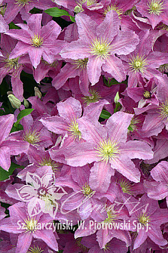 Клематис гибридный Данута