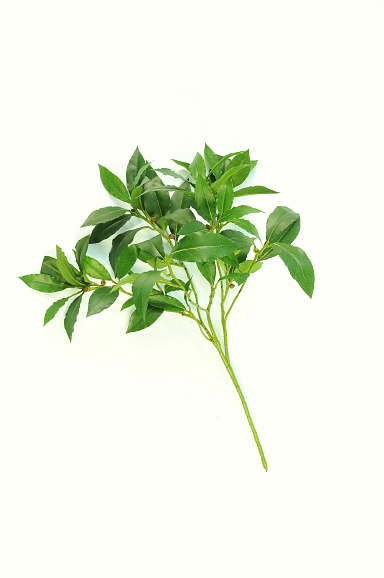 Сирень обыкновенная Южная