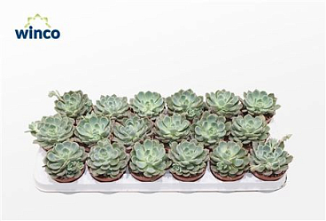 Echeveria Minima (blue) Ssp.