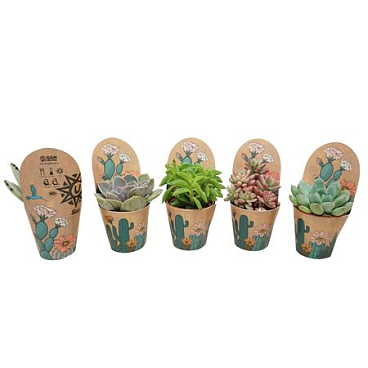 Succulent Mix Potcover