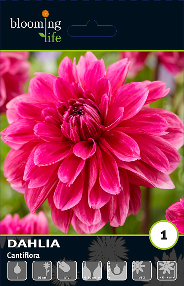 Георгина декоративная Кантифлора