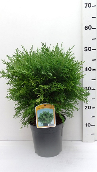 Кипарисовик лоусона Глобоза