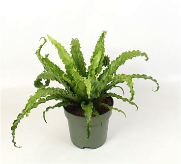 Asplenium Antiquum Osaka