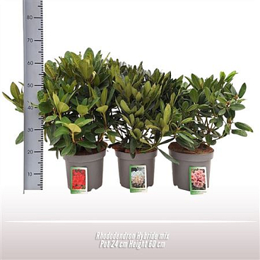 Rhodo Hybrid Mix