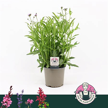 Verbena Rigida Polaris Sky Blue