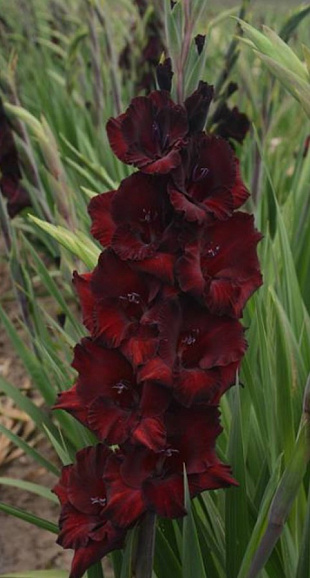 Гладиолус крупноцветковый Черный Бархат