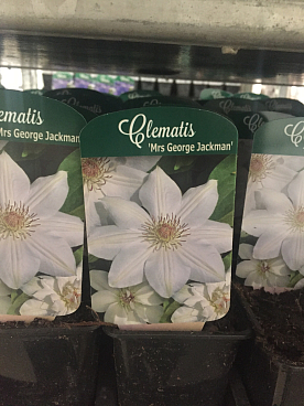 Клематис Микс белый