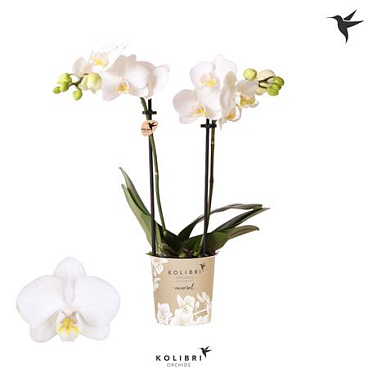Phal 2st Alaska 40+ (ok)