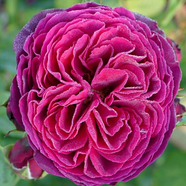 Роза парковая Астрид Графин (в тубе)