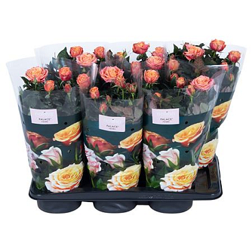 Rosa Palace Orange