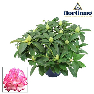 Rhododendron Hortinno Garden Xxl Green