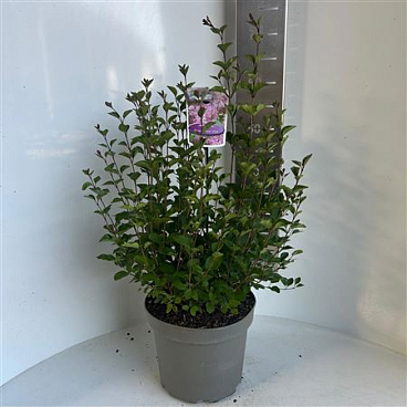 Syringa Meyeri Flowerfesta Pink