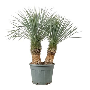 Yucca Rostrata Multistem