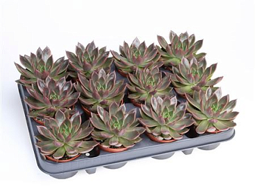 Echeveria Hybrid Situla
