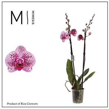 Phal 2st Mesmerion 16+ (mimensis)