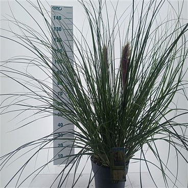 Cortaderia Sell Citaro