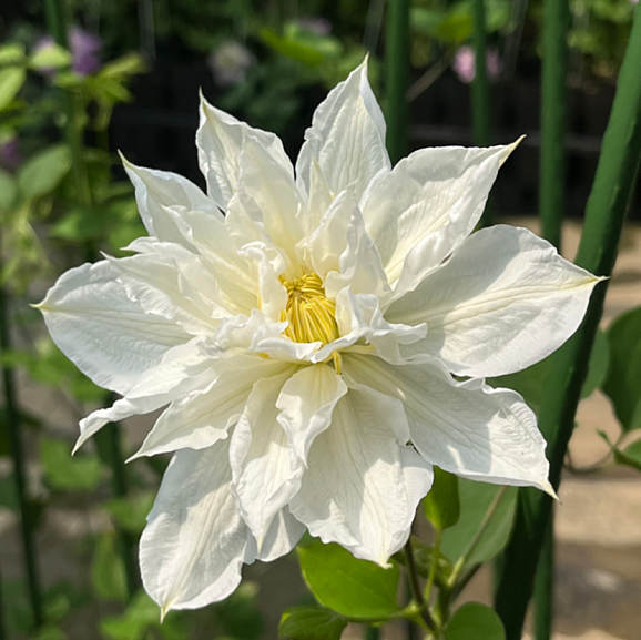 Клематис гибридный Исаго