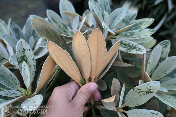 Рододендрон якушиманский Голфер