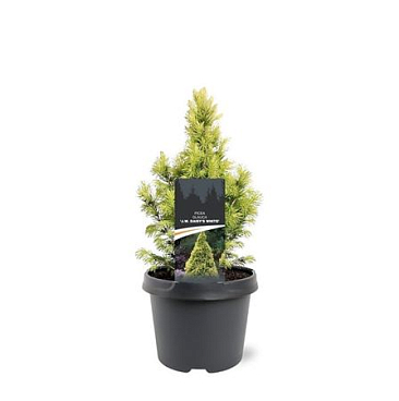 Picea Glauca J.w. Daisy's White