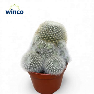 Rebutia Muscula (group)