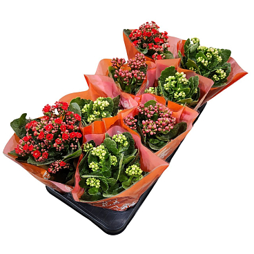 Каланхое каландива микс