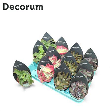 Kalanchoe Mix (4spc.) (dec)