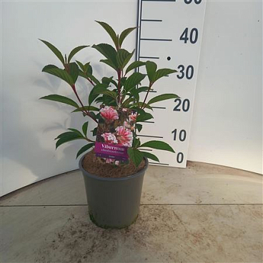 Viburnum Bodnantense