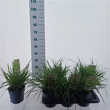 Pennisetum Orientale Fairy Tails