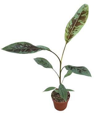 Musa Acuminata Zebrina