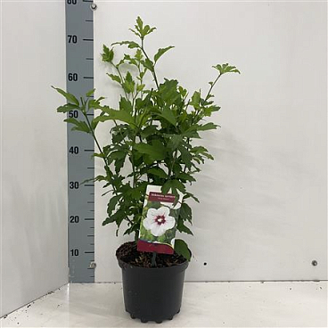 Hibiscus Syr Red Heart
