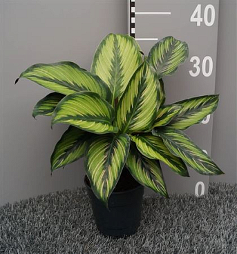 Calathea Beautystar