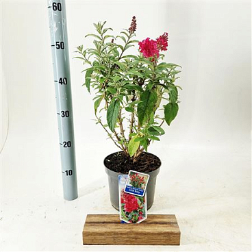 Buddleja Dav Little Ruby (butterfly Candy)