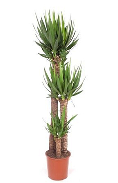 Yucca Elephantipes 120-80-40 Xl