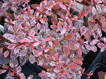 Барбарис тунберга Пинк Бердс