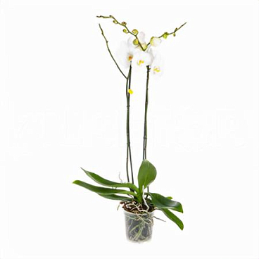 Фаленопсис 2 ст белый