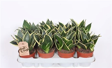 Sansevieria Lotus Hahni