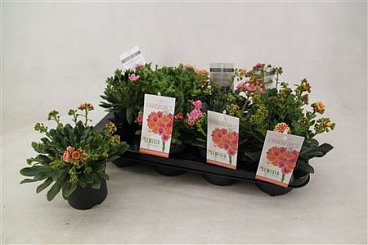 Lewisia Mountain Dreams Xl