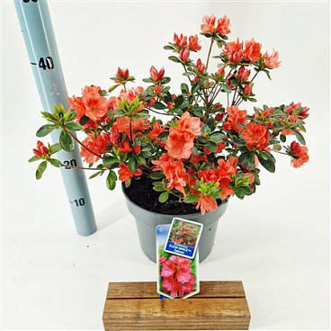 Rhododendron (aj) Flash Dance Salmon
