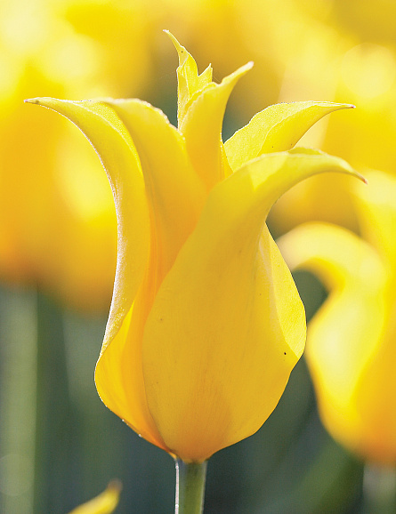 Тюльпан лилиецветный Инимитейбл