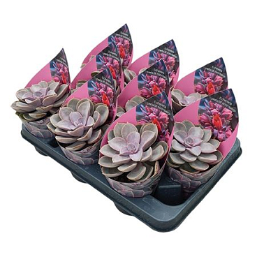 Echeveria Perle Von Nurnberg Potcover