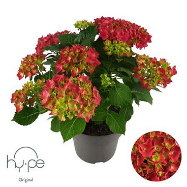 Hydrangea Ma Mophead Red 7+ (hy-pe)